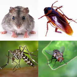 全國(guó)愛衛(wèi)辦、衛(wèi)生部聯(lián)合頒發(fā)《病媒生物預(yù)防控制管理規(guī)定》