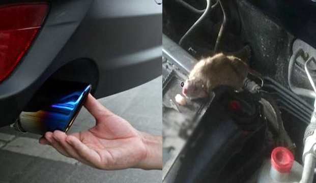 老鼠躲進車里取暖，引起發(fā)動機損壞|廣州滅鼠|除四害
