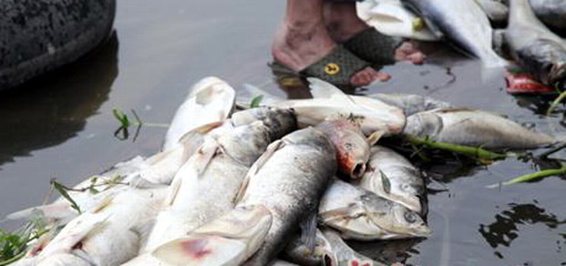 白蟻藥排入池塘，魚全遭殃|滅白蟻|白蟻藥|廣州白蟻防治
