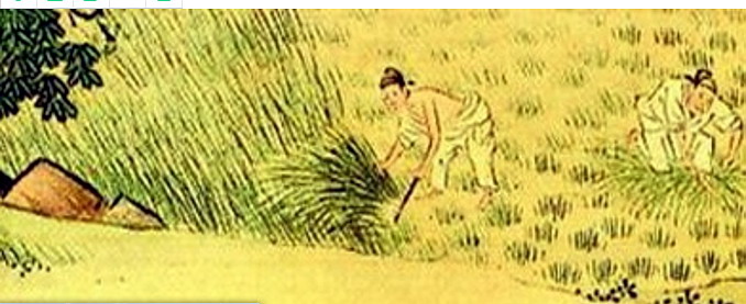 古代農作物如何滅蟲、防蟲|防治害蟲|殺蟲|滅蟲|防蟲