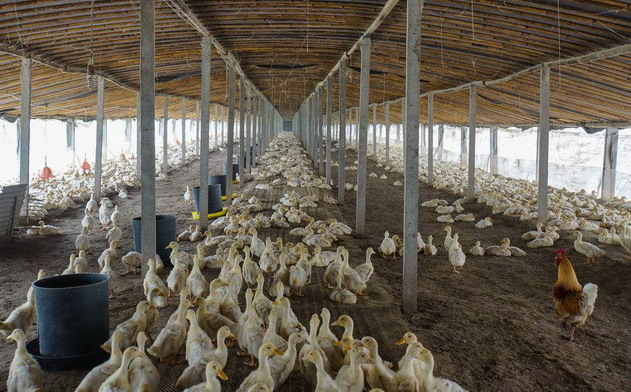 養(yǎng)殖場里因老鼠而浪費的飼料|滅鼠|老鼠防治