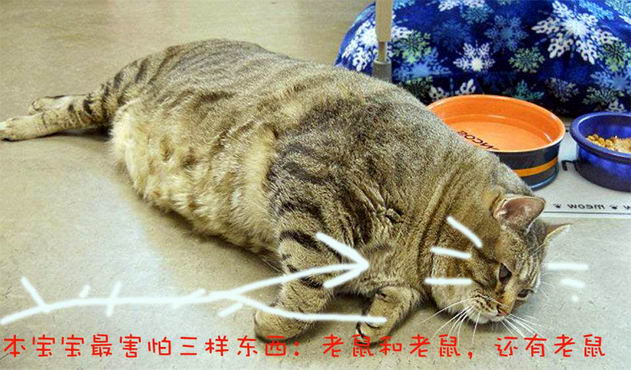 為什么現在的貓不會滅鼠|滅鼠|廣州滅鼠