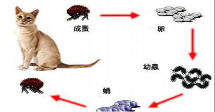 家居防治跳蚤簡(jiǎn)單方法|殺蟲公司|跳蚤防治|滅跳蚤|廣州滅蟲