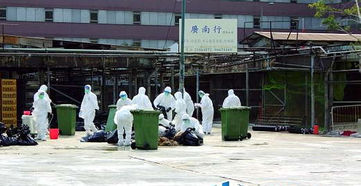 香港食環署開始第二輪滅鼠“大戰”|滅鼠| 廣州滅鼠