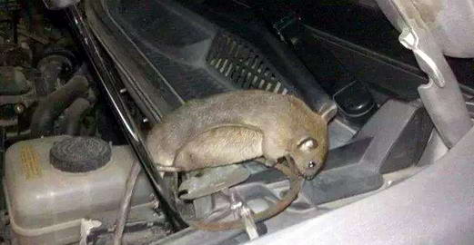  汽車內(nèi)部防鼠|康雅殺蟲滅鼠|廣州滅鼠